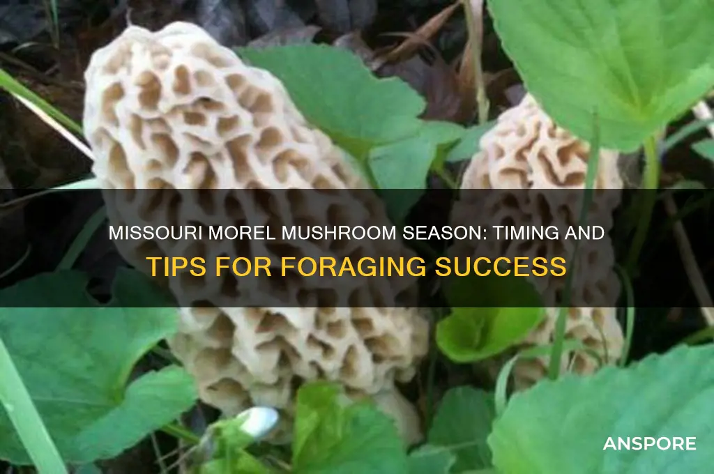 when does morel mushroom season start in missouri