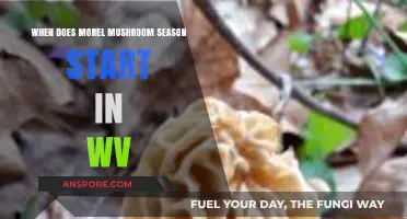 WV Morel Mushroom Season: Timing and Tips for Foraging Success