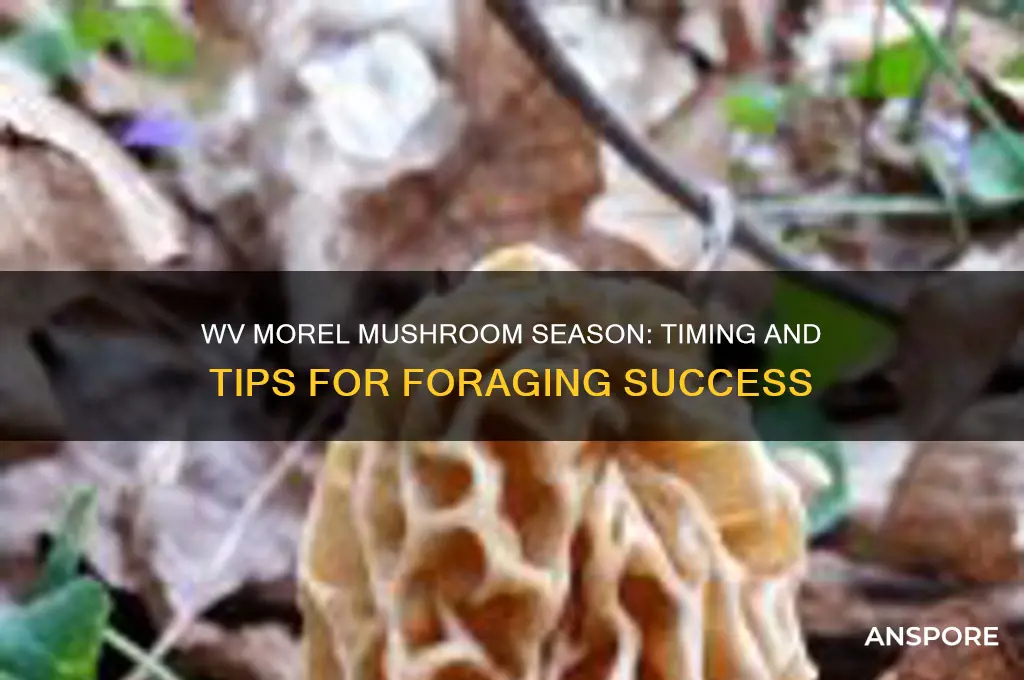 when does morel mushroom season start in wv