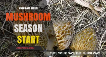 When Does Morel Mushroom Season Begin: A Forager's Guide