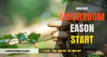 Mushroom Hunting: Best Time to Forage