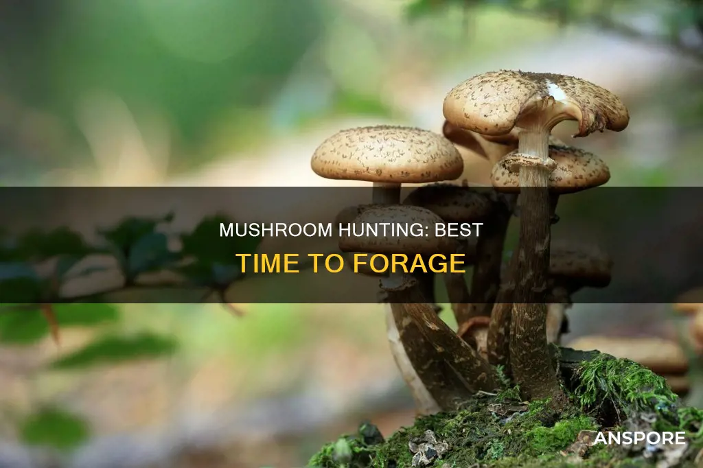 when does mushroom eason start