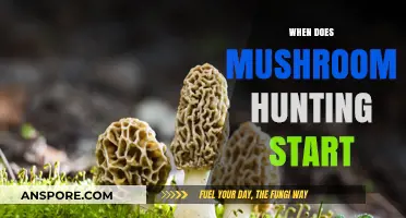 Mushroom Hunting Season: When to Start Foraging
