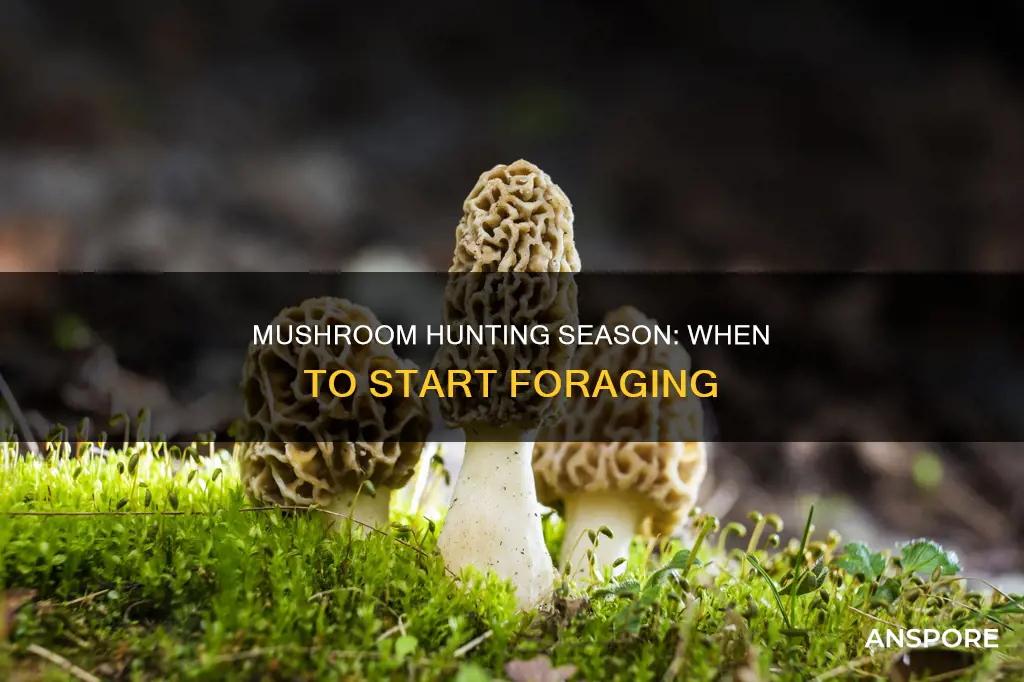 when does mushroom hunting start