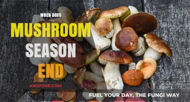 Mushroom Hunting: When to Call It a Season