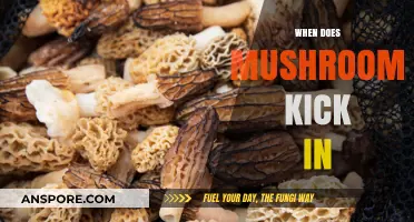 Mushrooms' Magical Effects: When Do They Start?