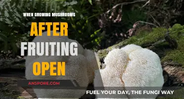 Post-Harvest Mushroom Care: What to Do After Fruiting Opens