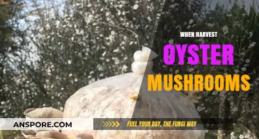 The Ultimate Guide to Harvesting Oyster Mushrooms