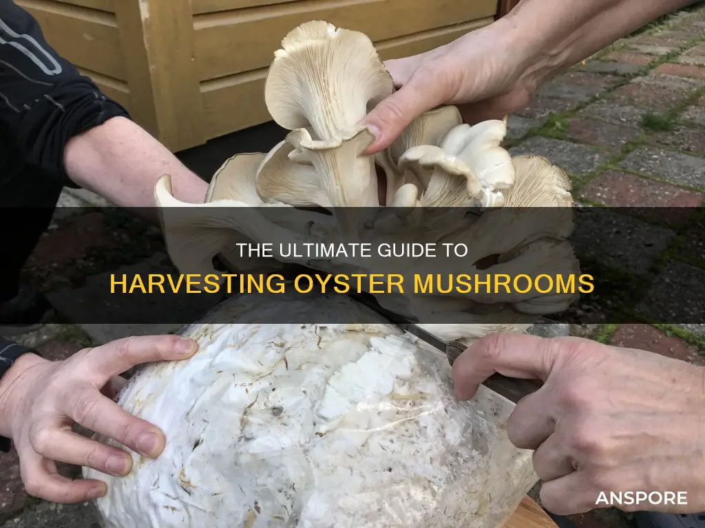 when harvest oyster mushrooms