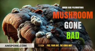 How to Tell When Pleurotus Mushrooms Have Spoiled: A Guide