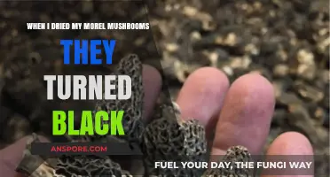 Why My Morel Mushrooms Turned Black During Drying: Solutions Explained