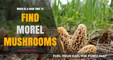 Best Timing for Morel Mushroom Hunting: Seasonal Tips and Tricks
