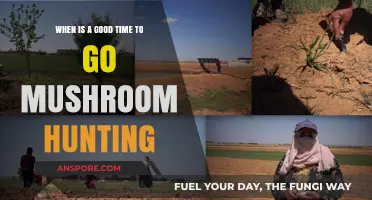Best Seasons and Tips for Successful Mushroom Hunting Adventures