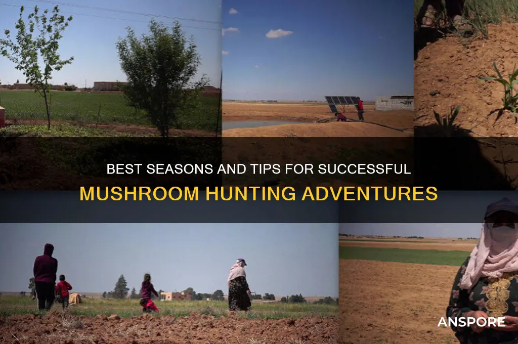 when is a good time to go mushroom hunting
