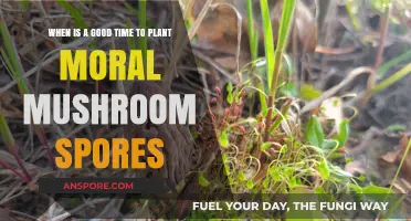 Best Time to Plant Morels: A Mushroom Grower's Guide