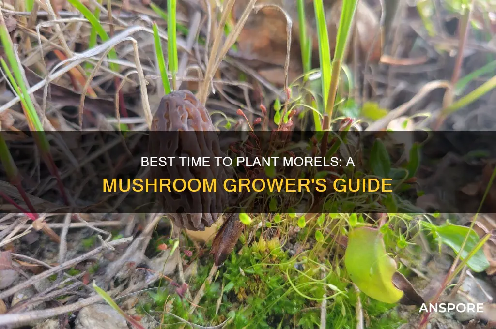 when is a good time to plant moral mushroom spores