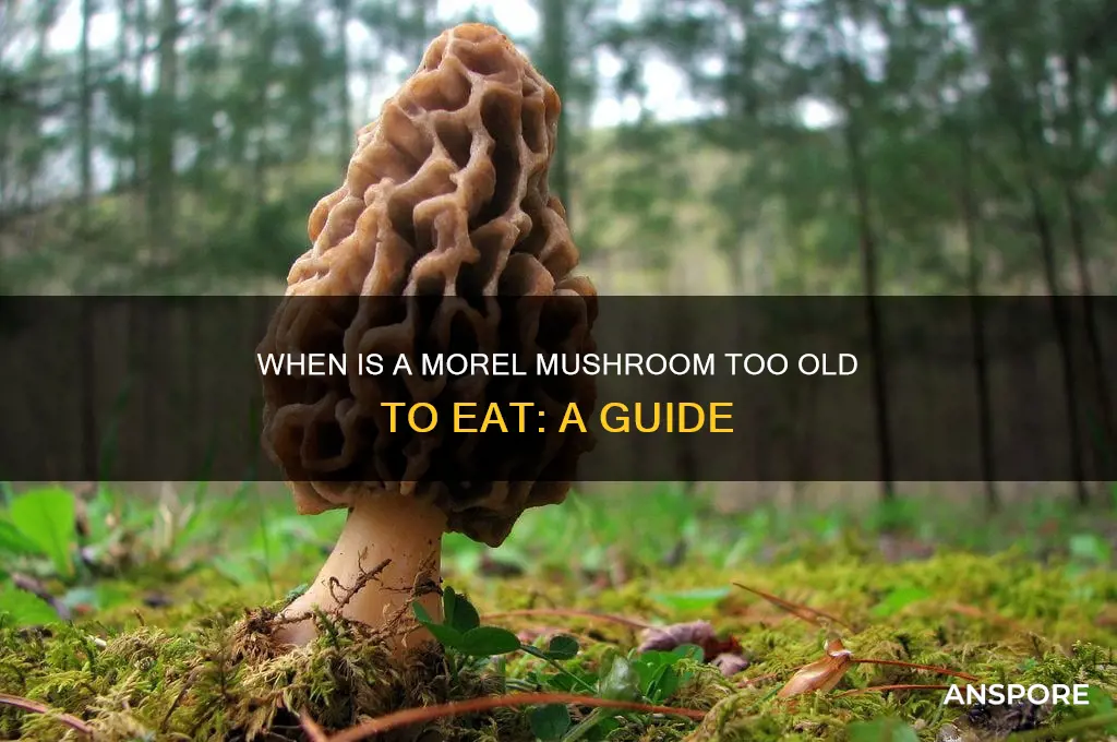 when is a morrel mushroom to old to eat