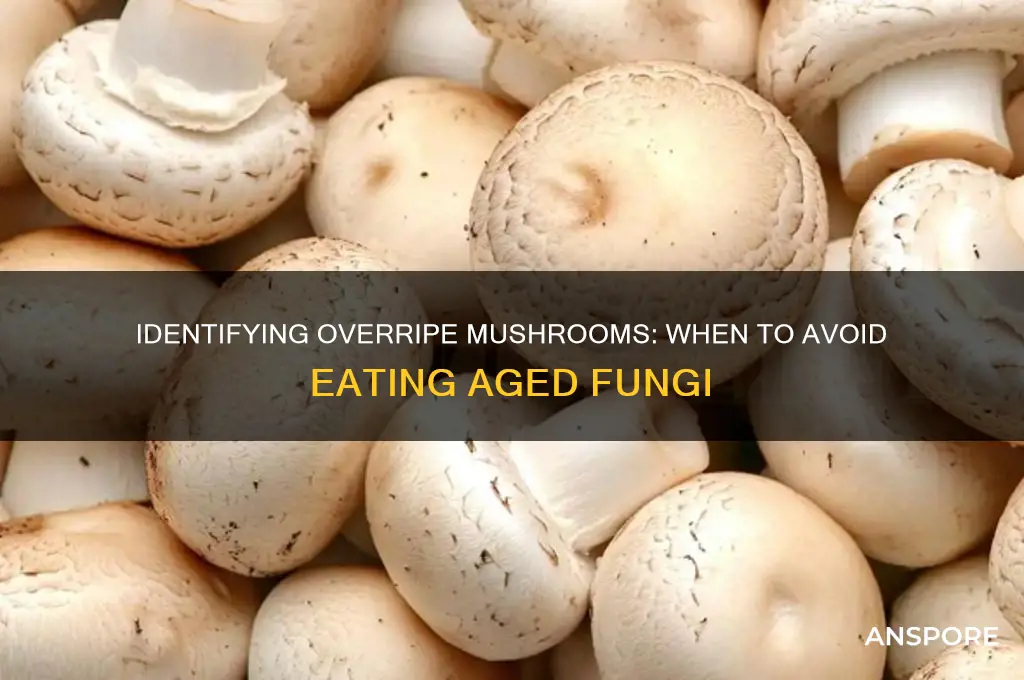 when is a mushroom too old to eat