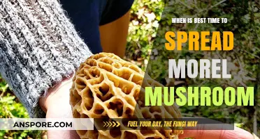 Optimal Timing for Spreading Morel Mushrooms: A Seasonal Guide