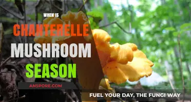Finding Chanterelles: The Seasonal Hunt