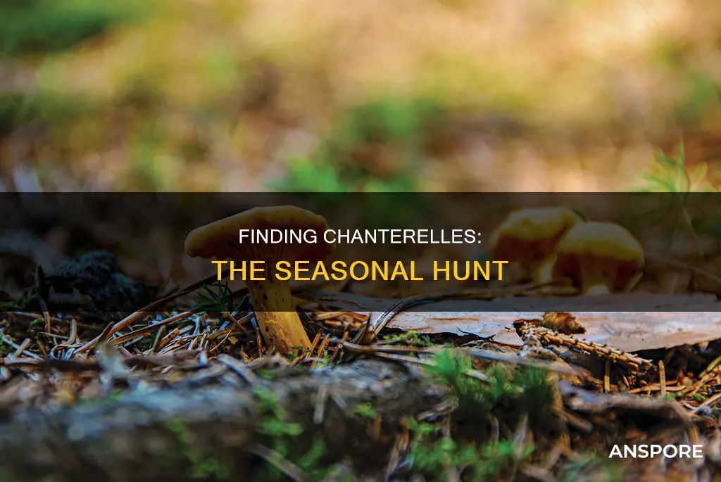 when is chanterelle mushroom season