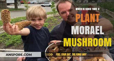 Best Time to Plant Morel Mushrooms for Optimal Growth