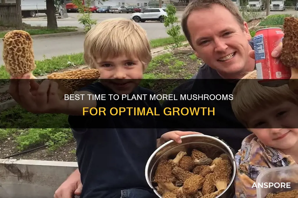 when is good time o plant morael mushrooms