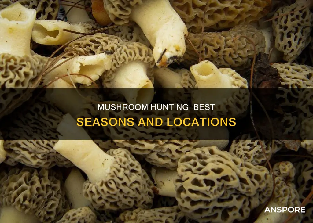 when is it mushroom season