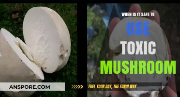 Toxic Mushrooms: When and How to Safely Handle and Use Them