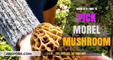 Perfect Timing for Picking Morel Mushrooms: A Seasonal Guide