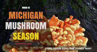 Spring Mushroom Hunting in Michigan
