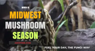 Mushroom Hunting in the Midwest: Best Seasons