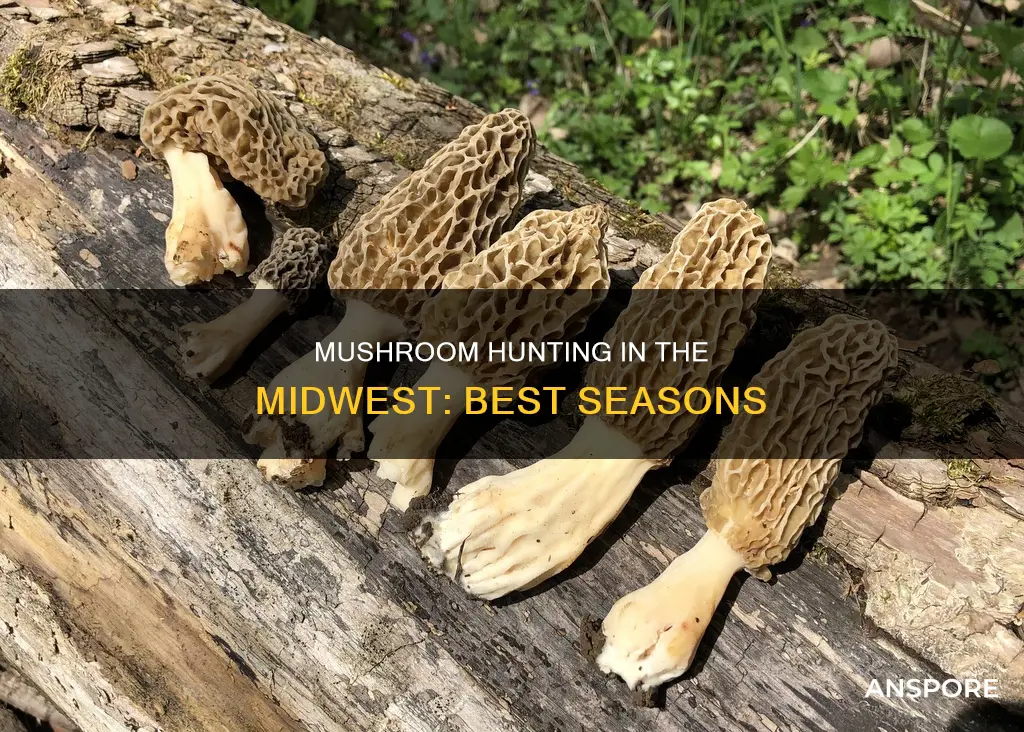 when is midwest mushroom season