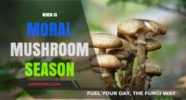 Mushroom Picking: Navigating the Moral Season