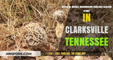 Morel Mushroom Hunting Season Begins in Clarksville, Tennessee: A Guide