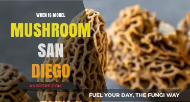 San Diego Morel Mushroom Hunting: Best Times and Tips