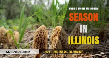 Illinois Morel Mushroom Season: Timing and Tips for Foraging Success