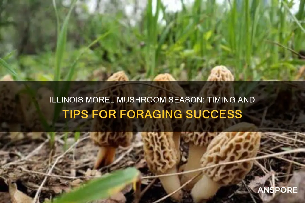 when is morel mushroom season in illinois
