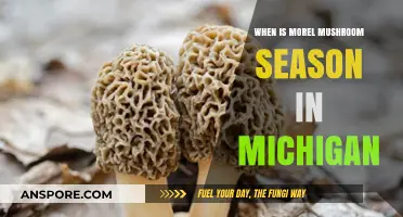 Michigan Morel Mushroom Season: Timing and Tips for Foraging Success