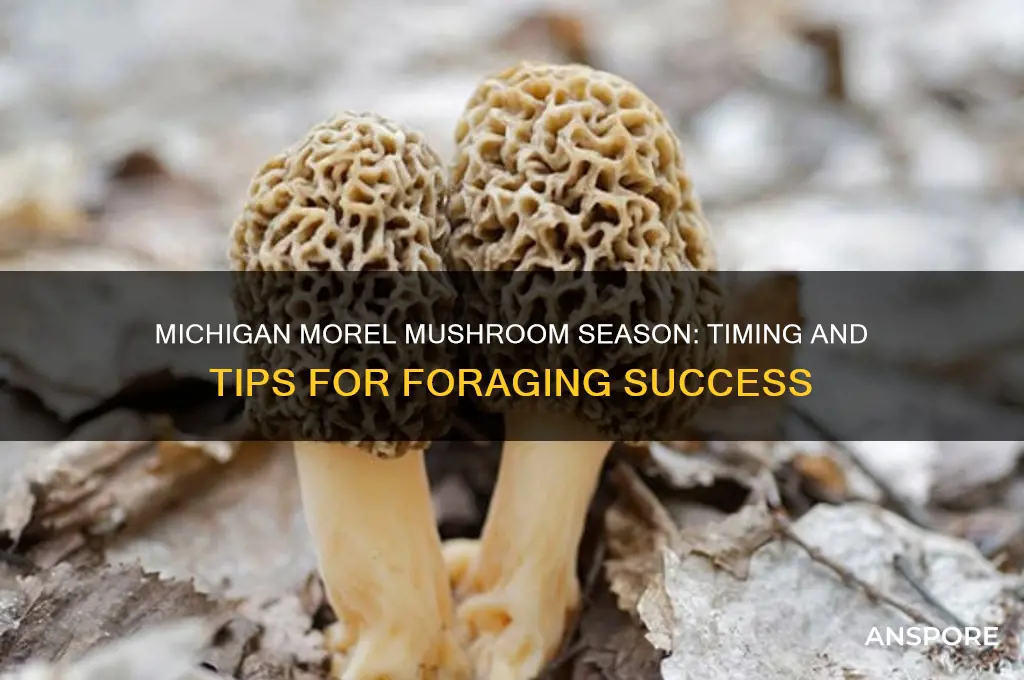 when is morel mushroom season in michigan