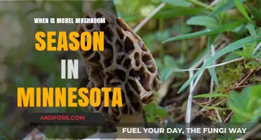 Minnesota Morel Mushroom Season: Timing and Tips for Foraging Success