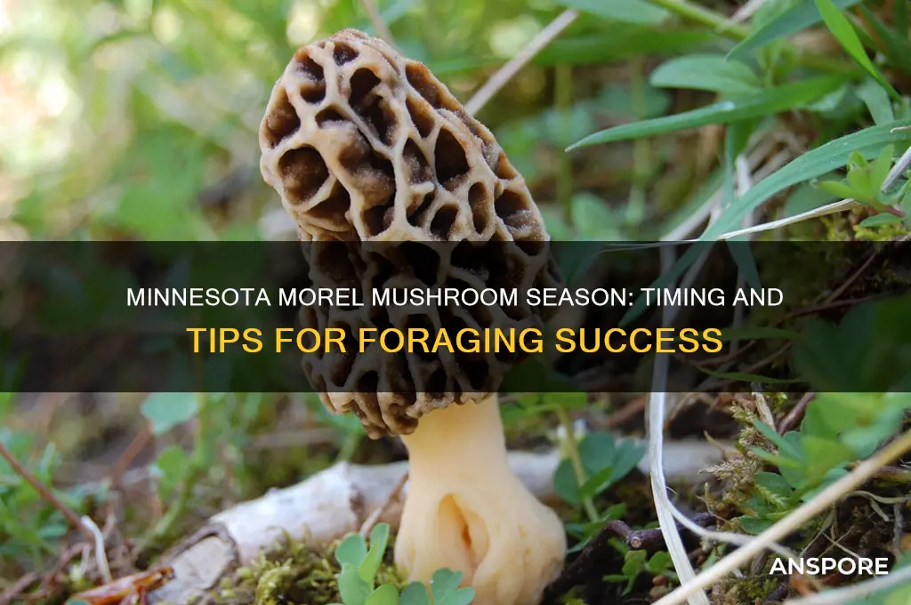 when is morel mushroom season in minnesota