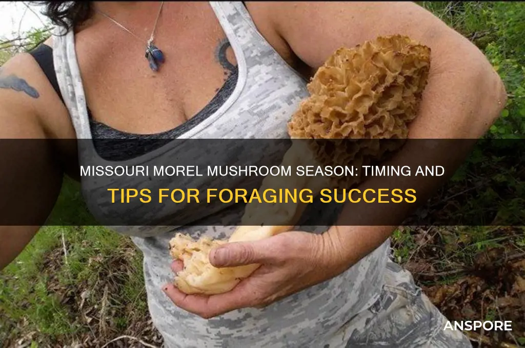 when is morel mushroom season in missouri