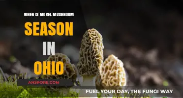 Ohio Morel Mushroom Season: Timing and Tips for Foraging Success