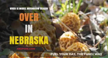 Nebraska Morel Mushroom Season: When Does It End?