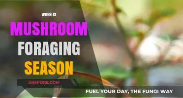 Mushroom Foraging: Best Seasons and Locations