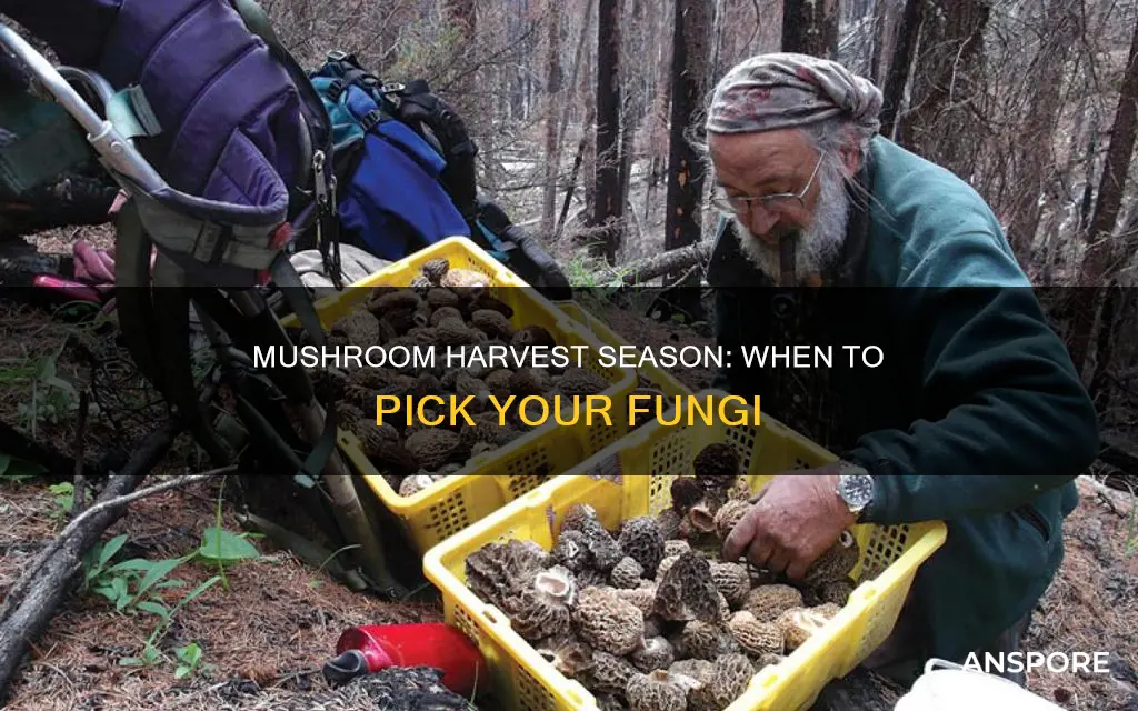 when is mushroom harvest season