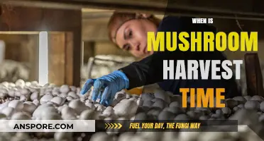 Mushroom Harvesting: Best Time to Pick Your Crop