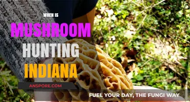 Best Mushroom Hunting Times in Indiana