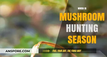 Mushroom Hunting: Best Seasons and Locations